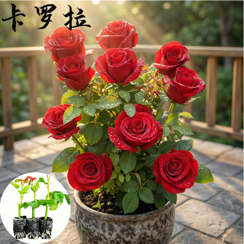 卡罗拉月季花苗小苗大花浓香品种月季苗阳台庭院绿植盆栽花园花卉