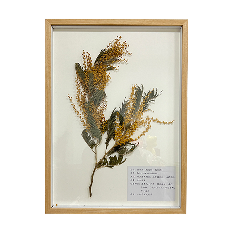 原木风植物标本相框挂墙装饰客厅教师咖啡厅墙面装饰侘寂风装饰挂