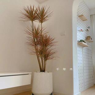 千年木大型盆栽马尾铁好养办公室客厅阳台龙血树植物室内七彩铁