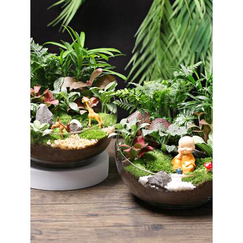 20c苔藓diy微景观生态瓶绿植物种植材料包切组合套装暖场活动大号