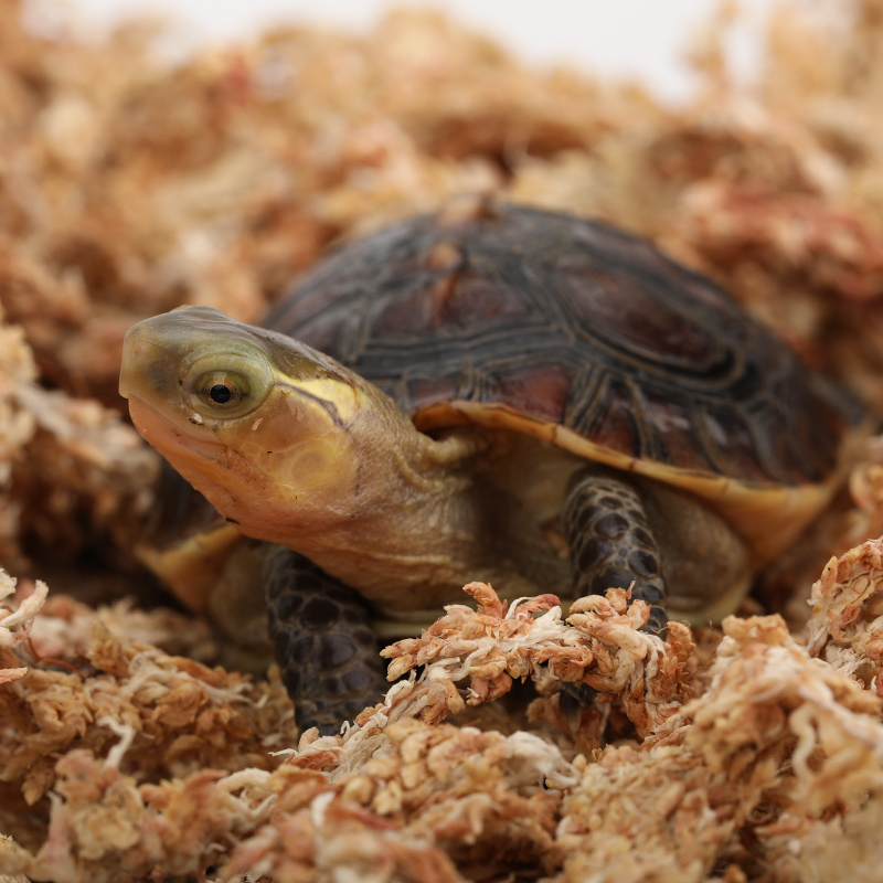 乌龟冬眠专用品黄缘龟半水龟保暖过冬垫材料无菌智利水苔爬宠巴西