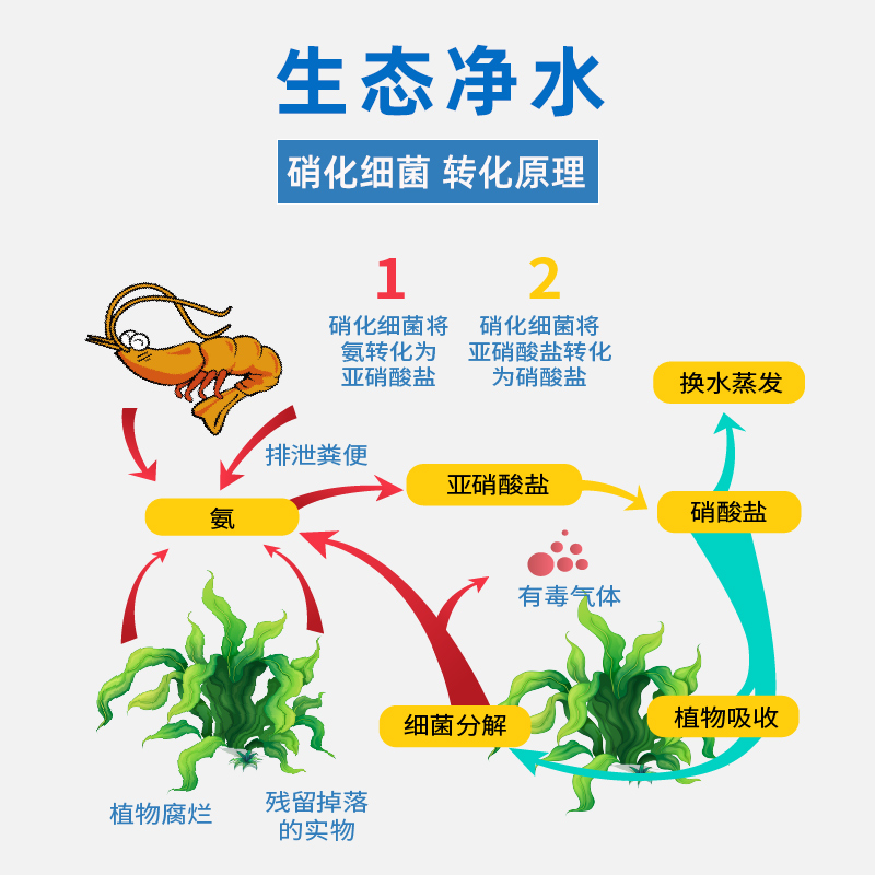 硝化细菌淡海水产养殖活性菌种鱼虾蟹塘净水降氨氮亚硝酸盐活菌