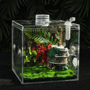 速发透明跳蛛饲养盒鸣虫生态盒螽斯叫罐竹蛉螳螂蛉蜘蛛昆虫加湿生