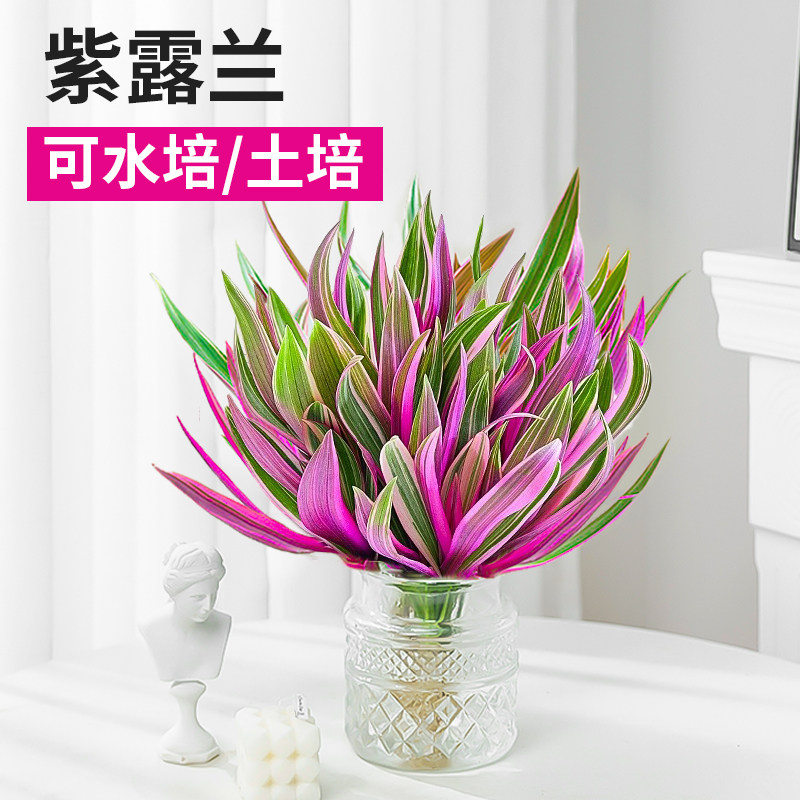 速发紫露兰盆栽物土水培植无高端植卉植物室内花绿花好养活四季罗