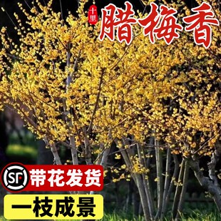 速发丛生腊梅盆栽冬院地栽老桩素心腊梅花耐寒浓香型花卉蜡开庭季