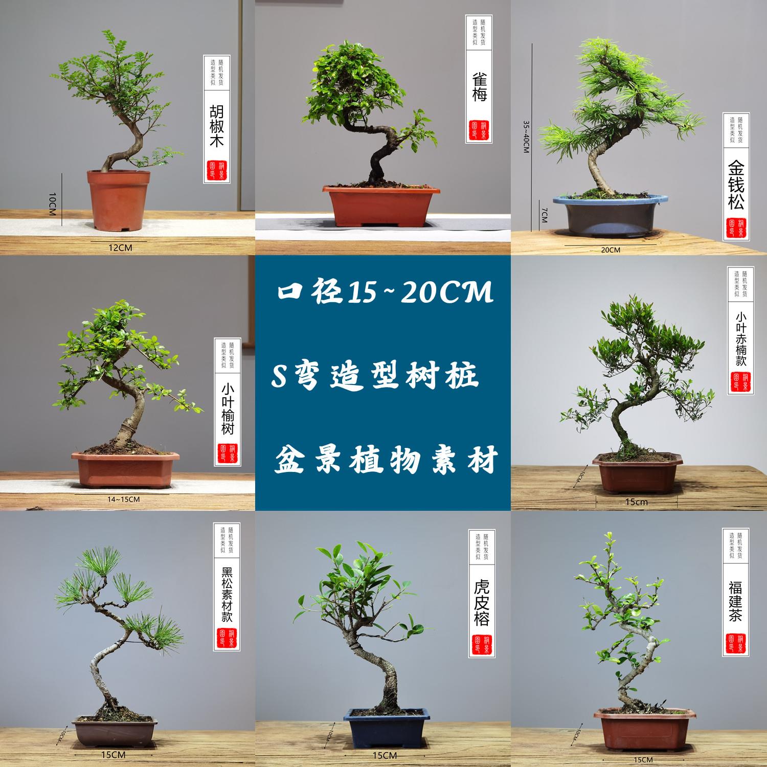 15公分口径老桩造型S弯树苗盆景素材赤楠雀梅胡椒木黑松榆树榕树