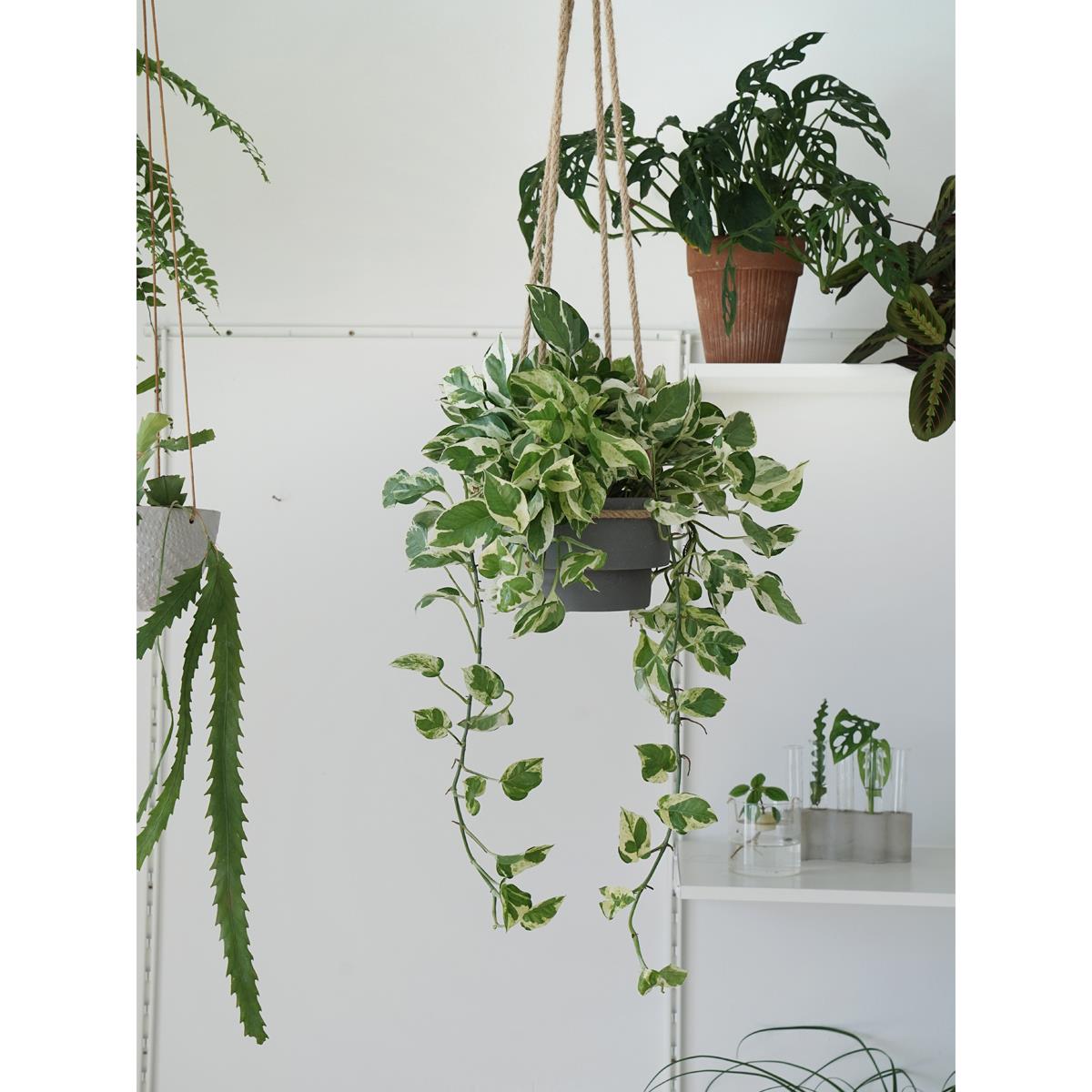 植物私生活 |白金葛 雪花葛 室内净化空气 垂吊植物盆栽