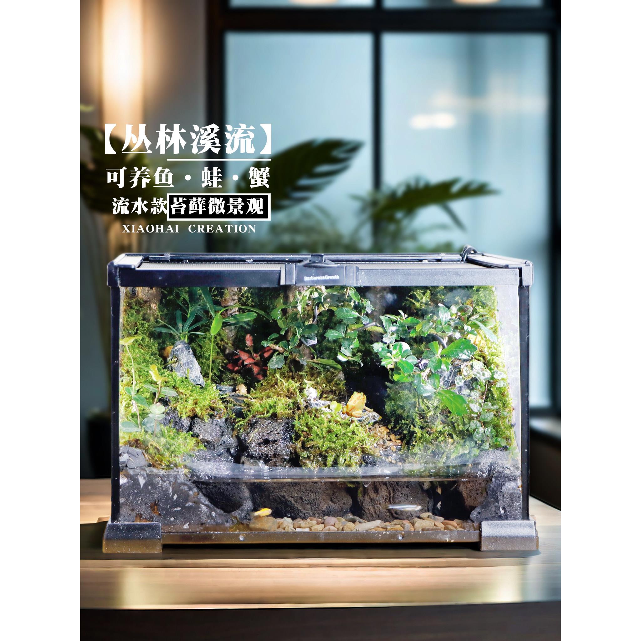 【丛林溪流】流水雨林缸桌面苔藓微景观水陆生态爬宠缸造景成品发