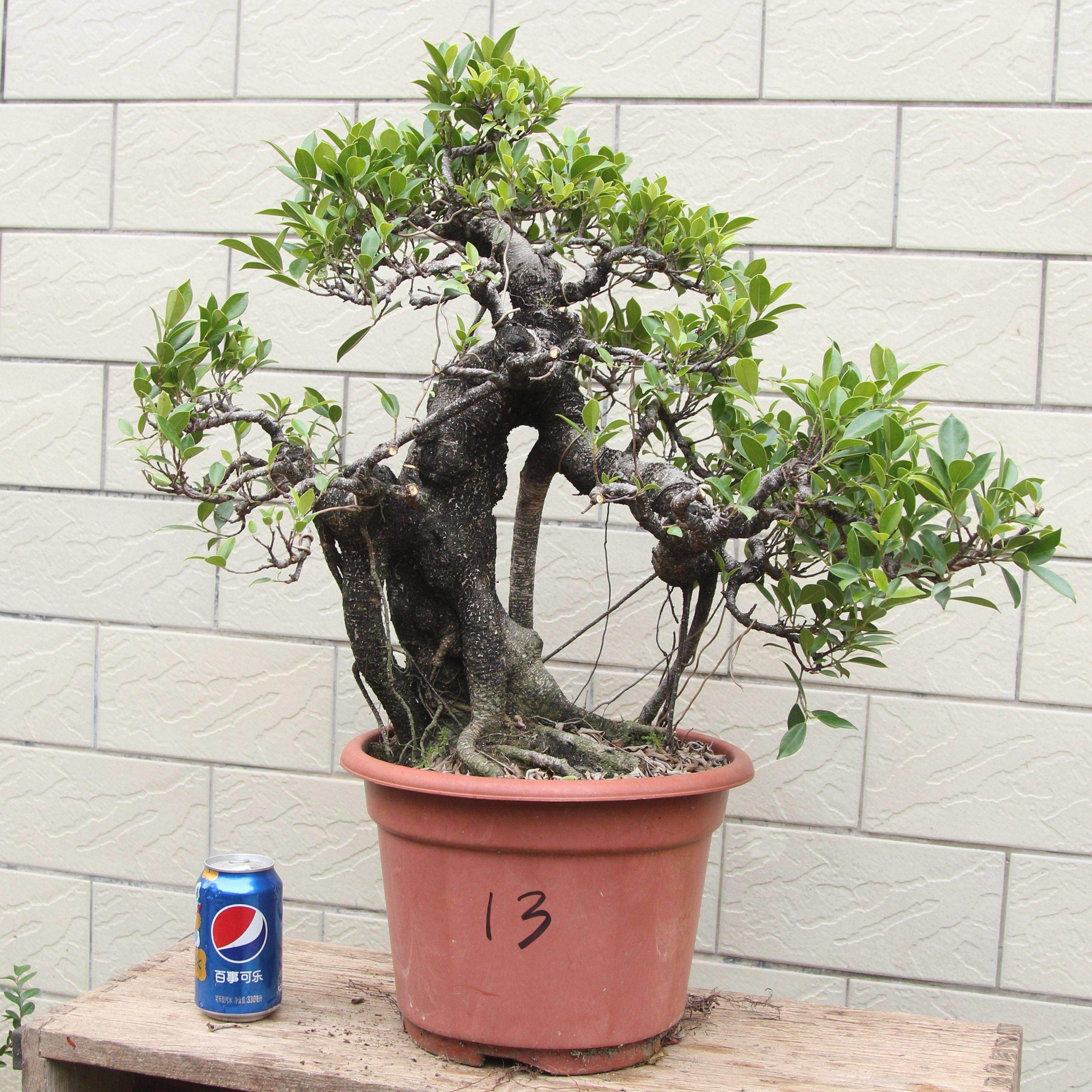 台湾虎皮榕小叶气根榕树矮霸盆景老桩造型斑点室内养造景苍古树头,鲜花速递/花卉仿真/绿植园艺,造型盆景,淘宝优惠券,粉丝福利购,淘宝优惠卷