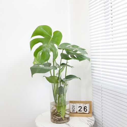 水培植物龟背芋水培老桩带根易养护四季常绿净化空气观叶水培