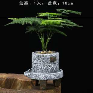 宿舍养的小植物桌面文竹盆栽室内大颗幼儿园小草小常青盆景景观