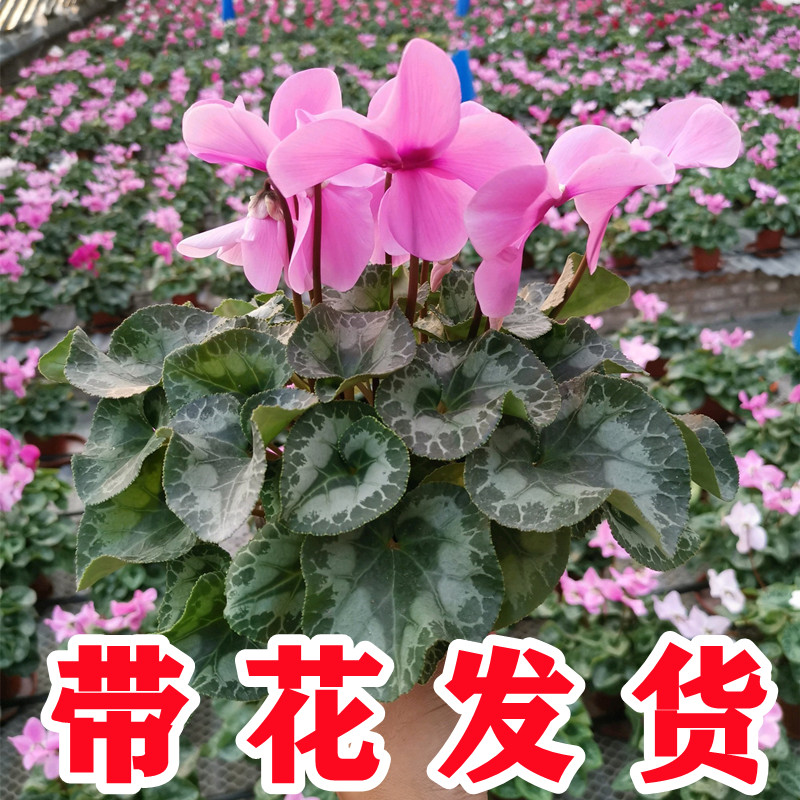 新品大花仙客来盆栽带花发货四季好养的开花阳台室内观花植物花卉