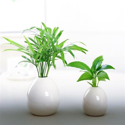 水培适合小盆栽绿萝办公桌卧室放桌面的绿植植物精致好养水养花卉