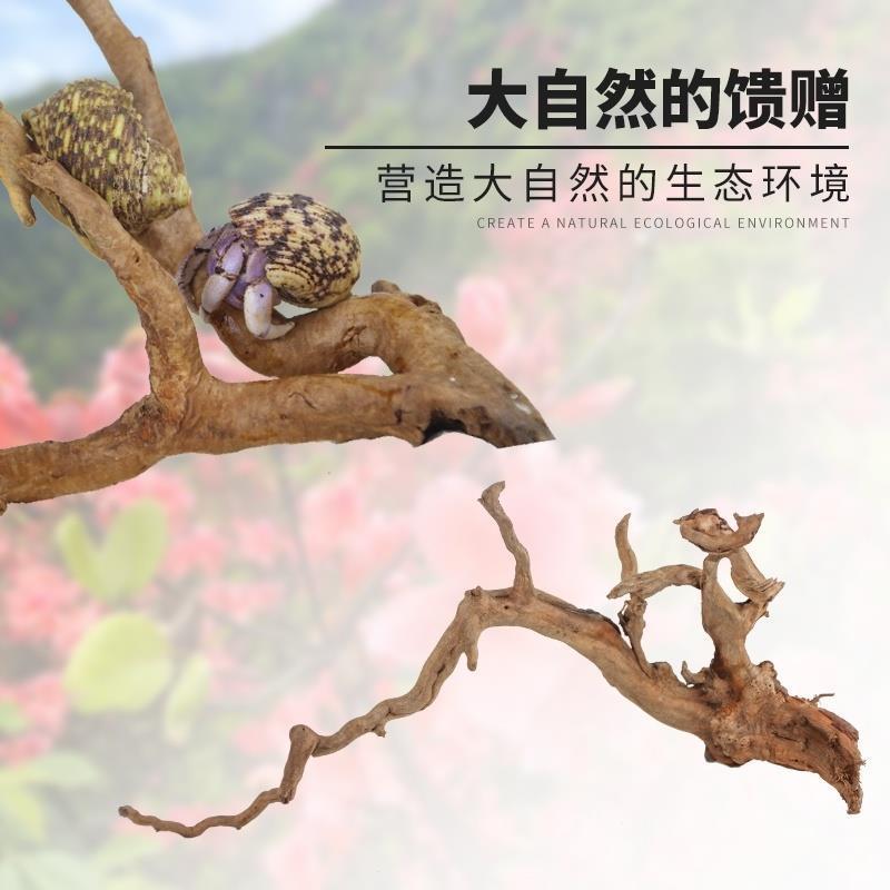 杜鹃根沉木寄居蟹攀爬树根已煮天然爬虫鱼缸自然装饰造景乌龟晒台