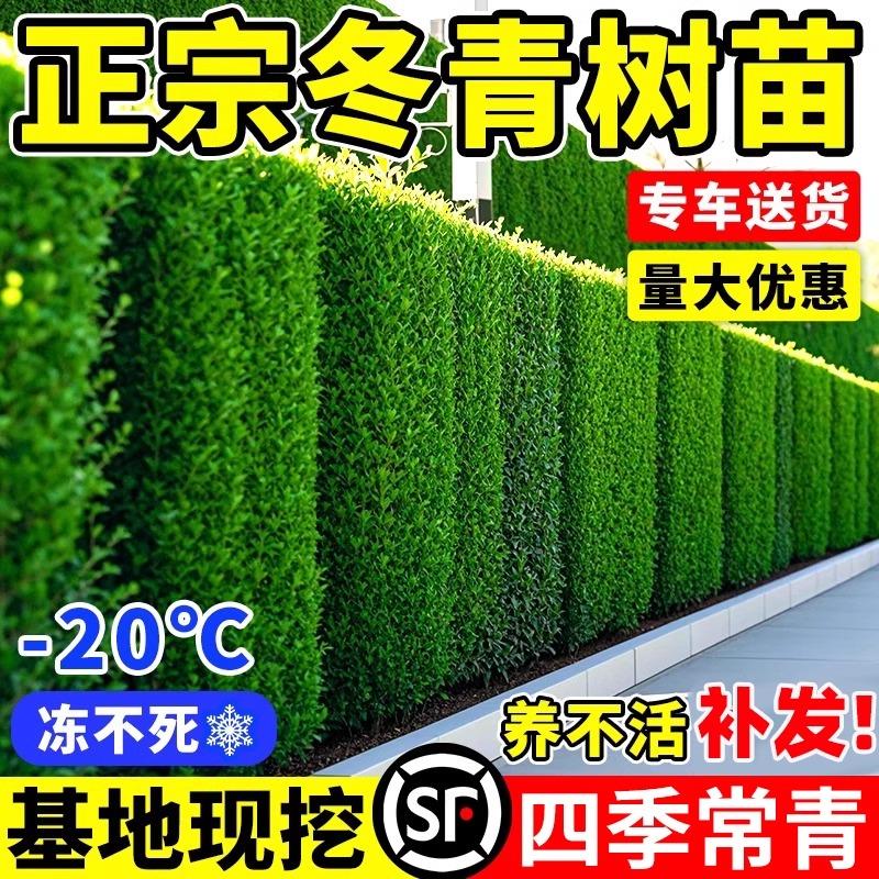 冬青树苗庭院围墙篱笆植物耐寒耐旱北海道大叶黄杨绿化苗四季常青
