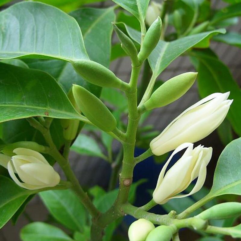 白兰花盆栽花卉绿植嫁接白玉兰苗缅桂花苗芳香四溢室内外地栽树苗