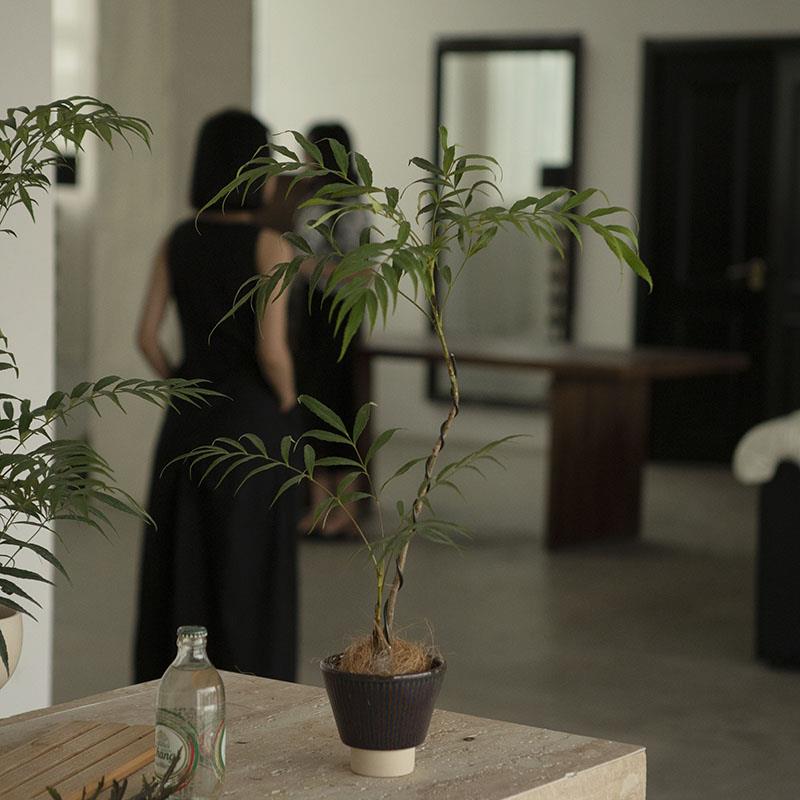 Earth plant 十大功劳小众植物观叶观茎盆景室内桌面四季常绿绿植