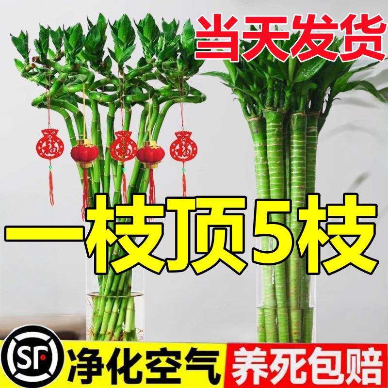 转运竹水培植物富贵竹室内客厅绿植盆栽开运竹弯竹文昌龙竹节节高