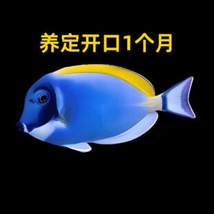 养定开口1个月合集 粉蓝吊纹吊火焰仙紫吊海水观赏鱼活体小丑鱼