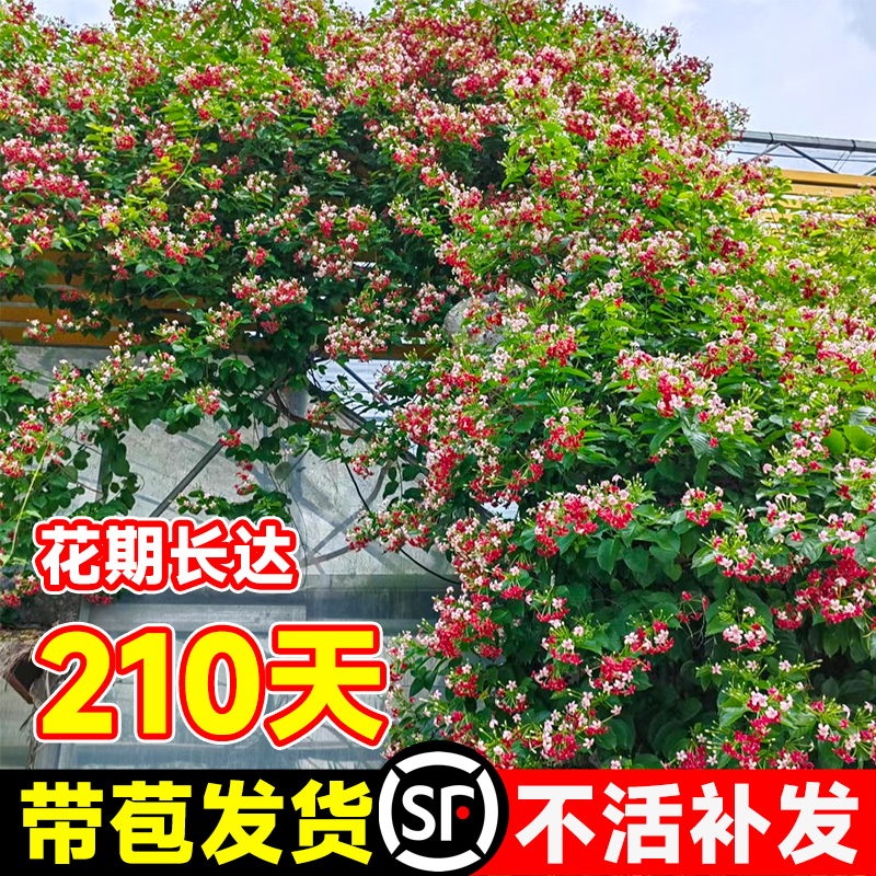 现货使君子爬藤植物大花苗重瓣带花苞水君子庭院阳台耐热花卉绿植