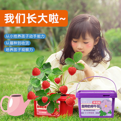 速发儿童种植小盆栽幼儿园学生迷你小花农植物农场观察发芽草莓