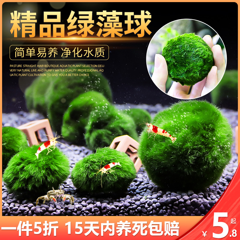 速发绿藻球水草植物鱼缸造景摆件阴性族藻水球海箱生态球生态瓶绿