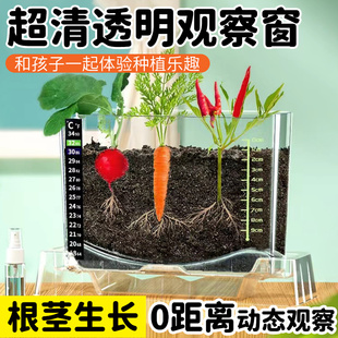 速发儿童种植小盆栽小学生植物生长察观室桌面绿植盒内发芽蔬菜花