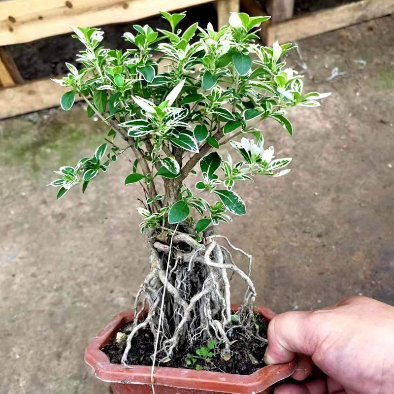 提根六月雪小盆景 老桩金边六月雪小苗 室内客厅植物盆栽树桩盆景