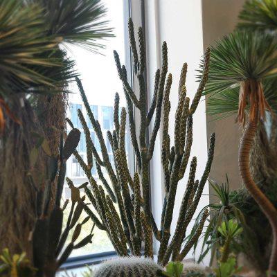 大型仿真仙人掌假绿植仿真植物沙漠景观造景高级感将军柱仙人柱