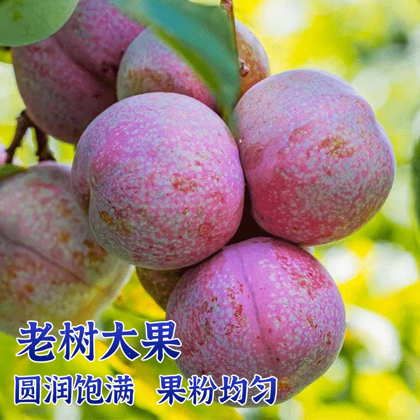 树上熟特大果!红心三华李