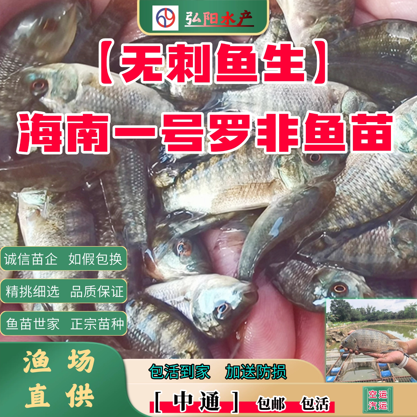 罗非鱼苗 海南一号罗非鱼苗 抗病强 生长快 观赏鱼淡水鱼苗 无刺图片
