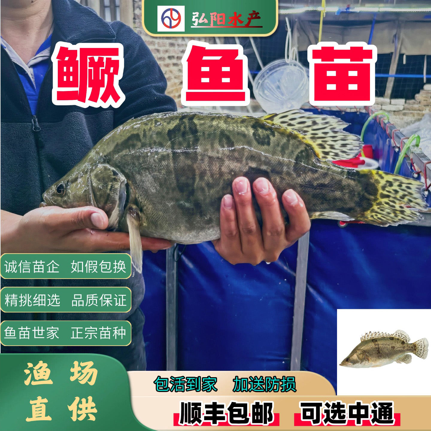 鳜鱼苗2-18厘米包活送损淡水