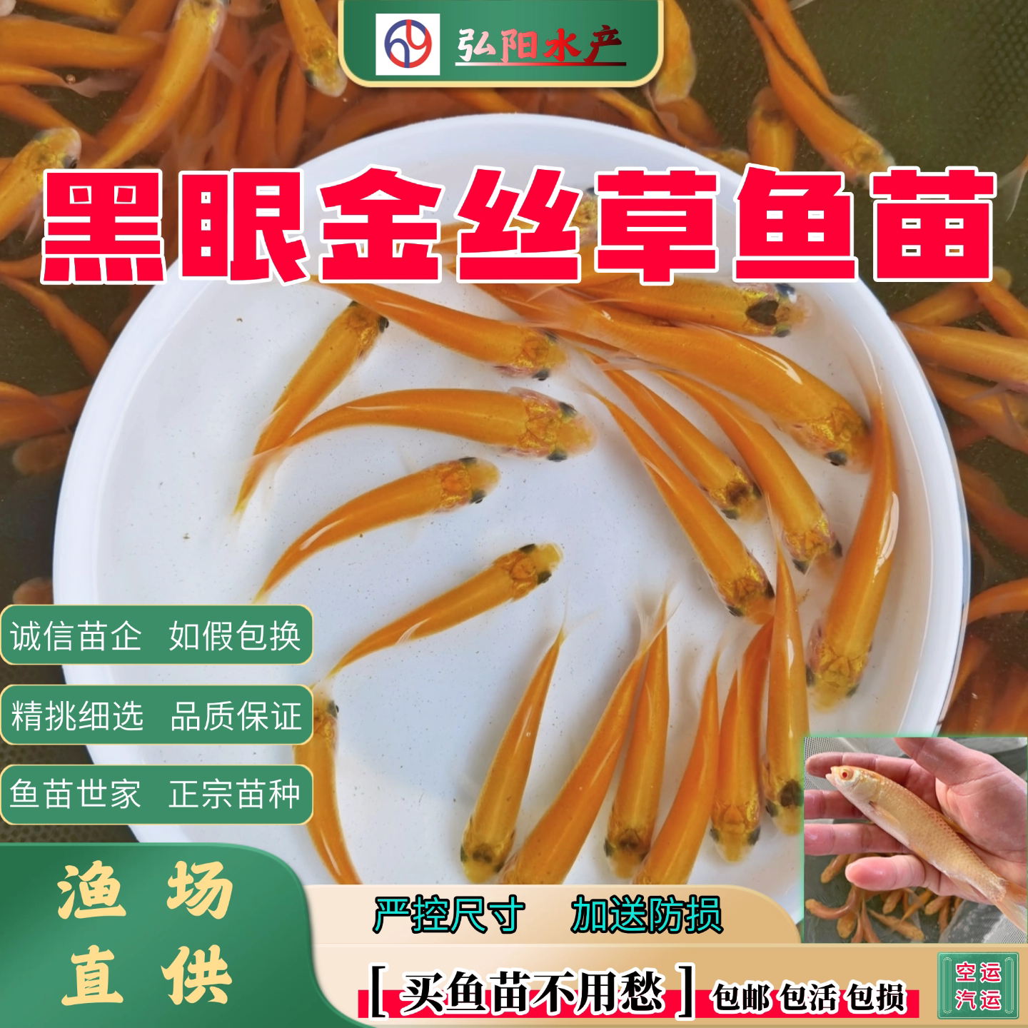 金丝草鱼苗 黄金鲩 金丝鲩 俄罗斯金丝草 观赏鱼 食用 淡水鱼苗
