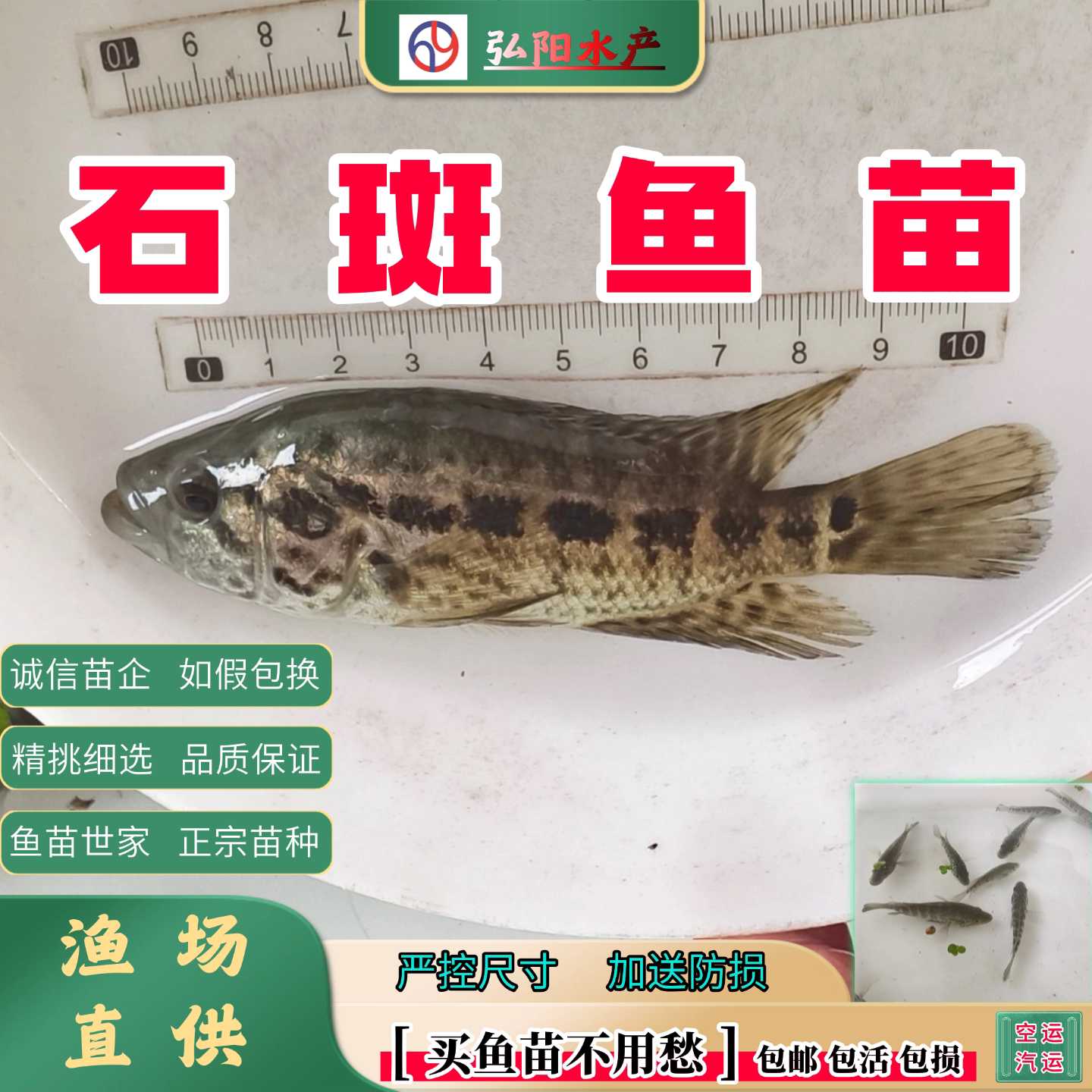 正宗石斑鱼苗2-18厘米