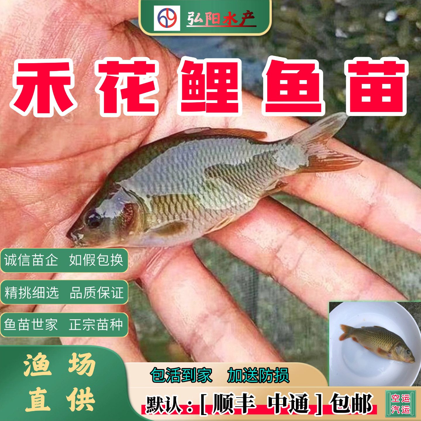 禾花鲤鱼苗 稻香鲤 田鲤 乌鲤 荷花鲤 淡水鱼苗 观赏食用 包活