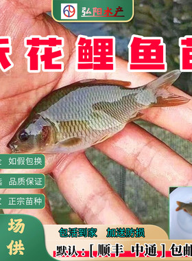 禾花鲤鱼苗2-10厘米荷花鲤养殖