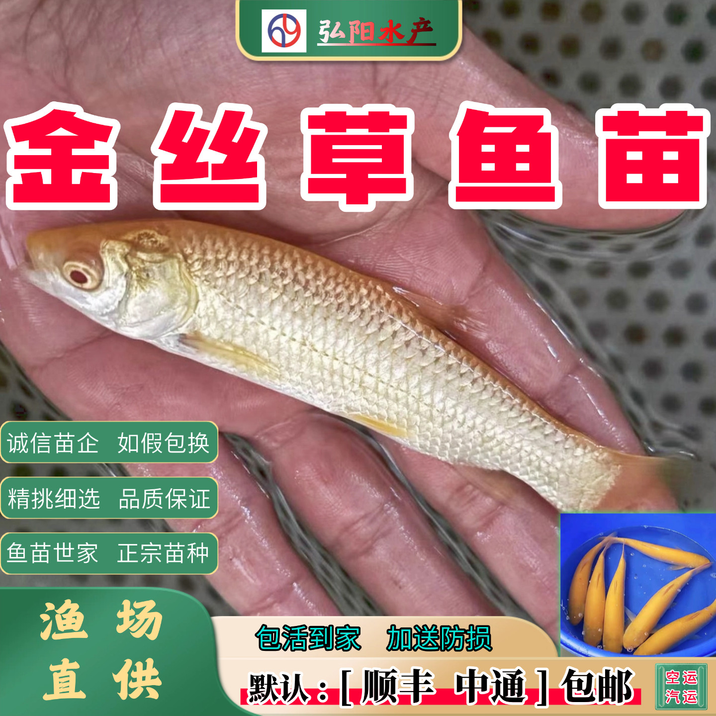 金丝草鱼苗 黄金鲩 金丝鲩 俄罗斯金丝草 观赏食用 淡水鱼苗