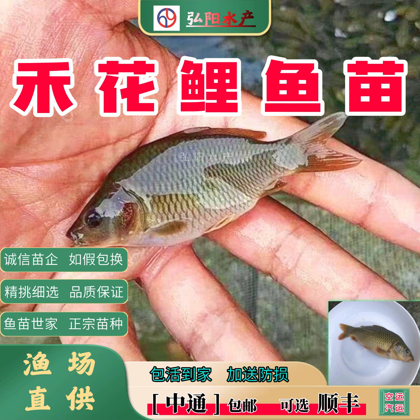 禾花鲤鱼苗2-10厘米荷花鲤养殖