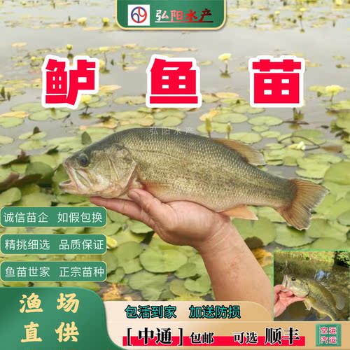 加州鲈鱼苗2-16厘米淡水养殖