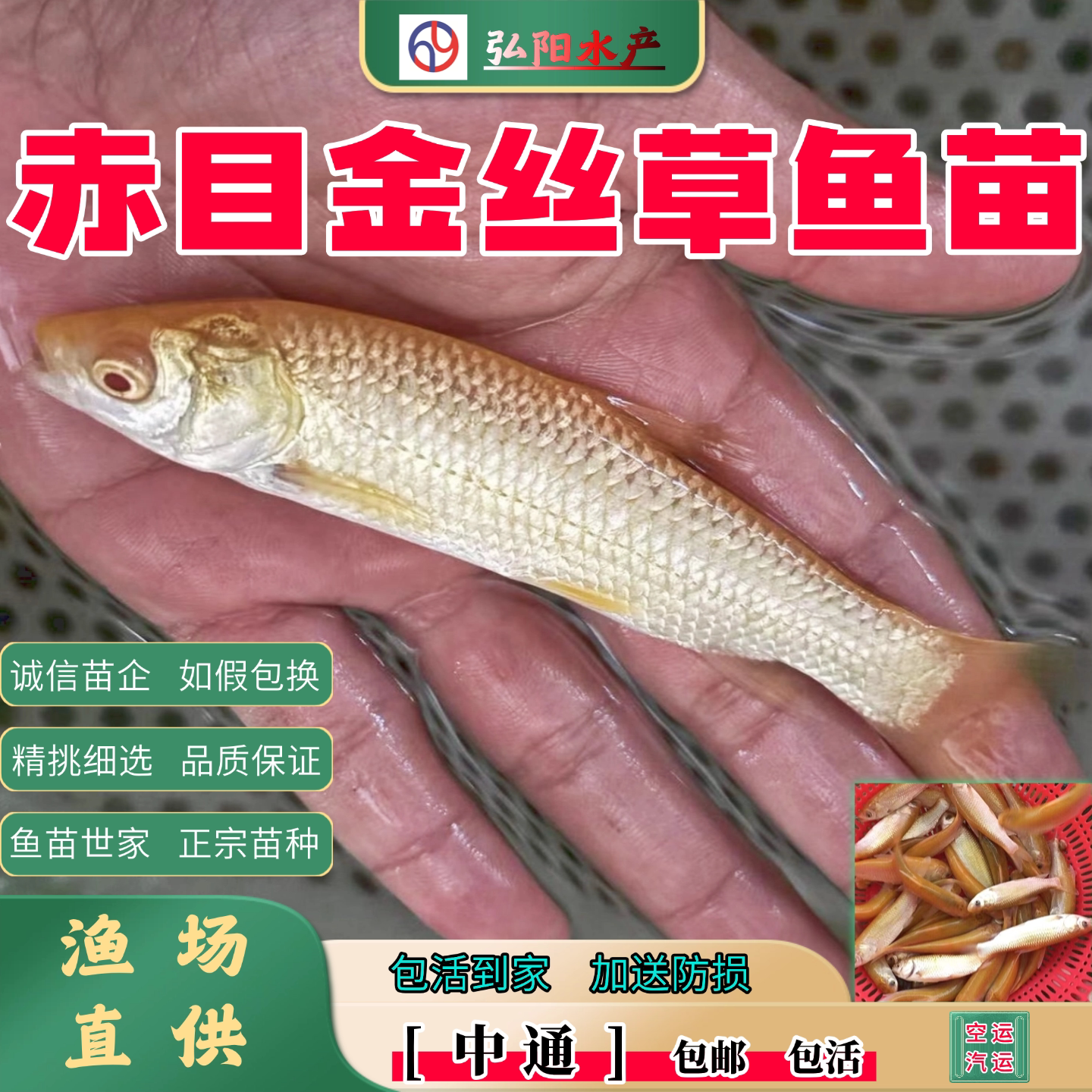 金丝草鱼苗2-10厘米顺丰中通