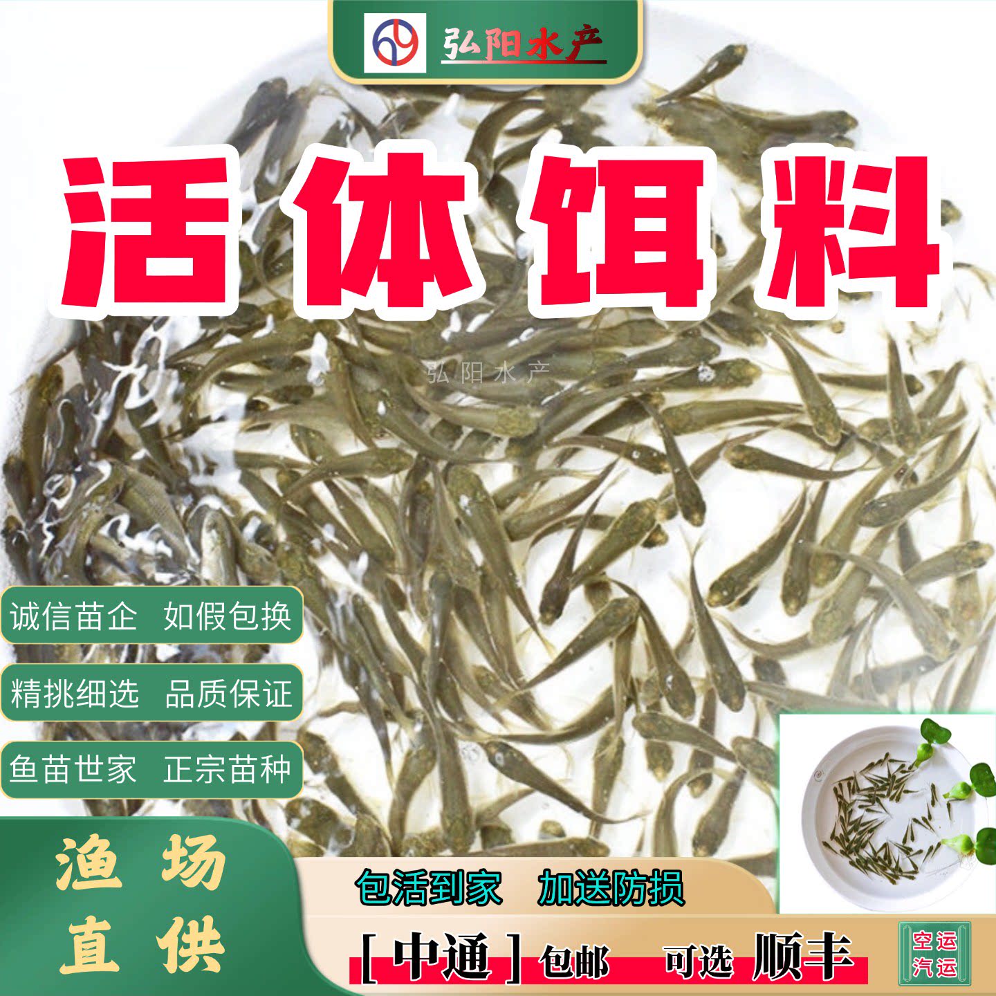 活体铒料2-5厘米桂花鱼龙鱼