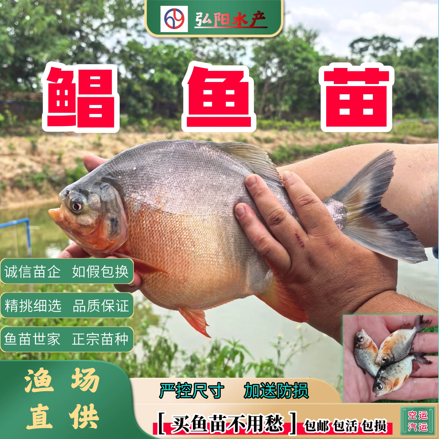 红鲳鱼苗2-12厘米易活送损