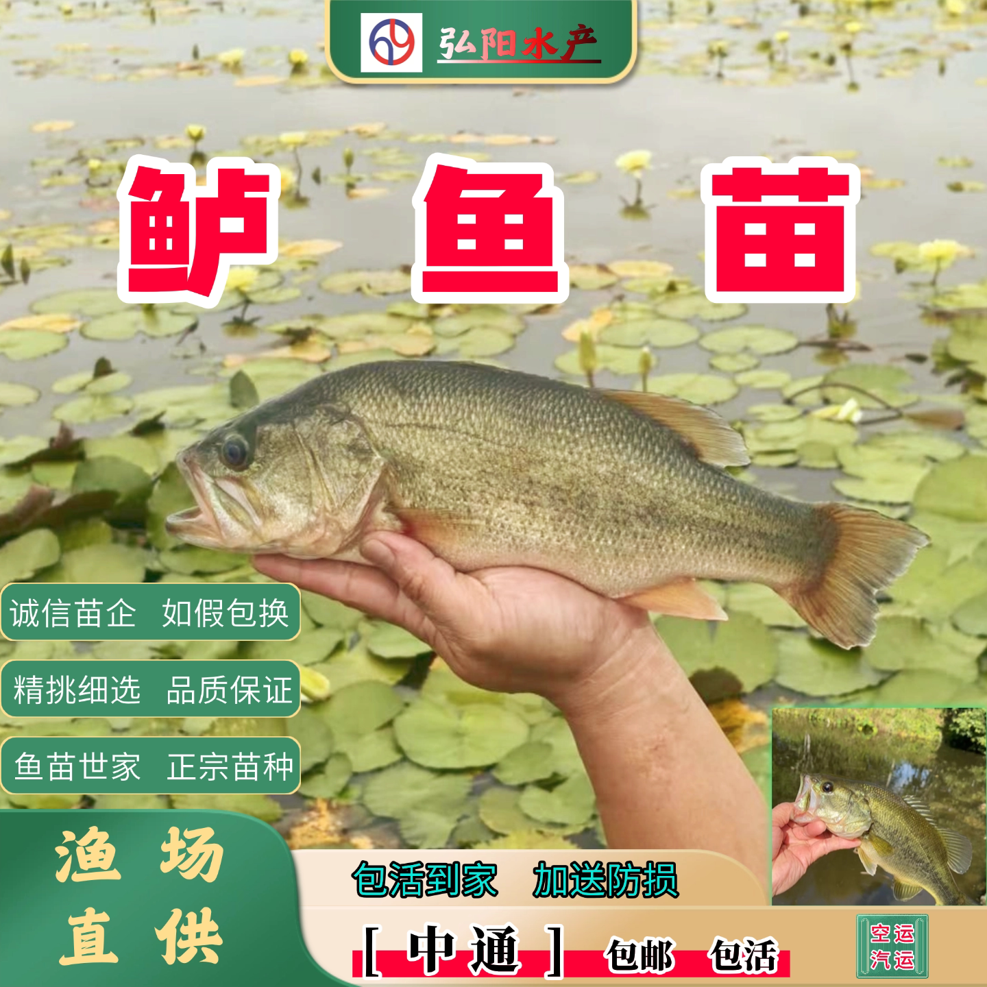 加州鲈鱼苗2-16厘米淡水养殖