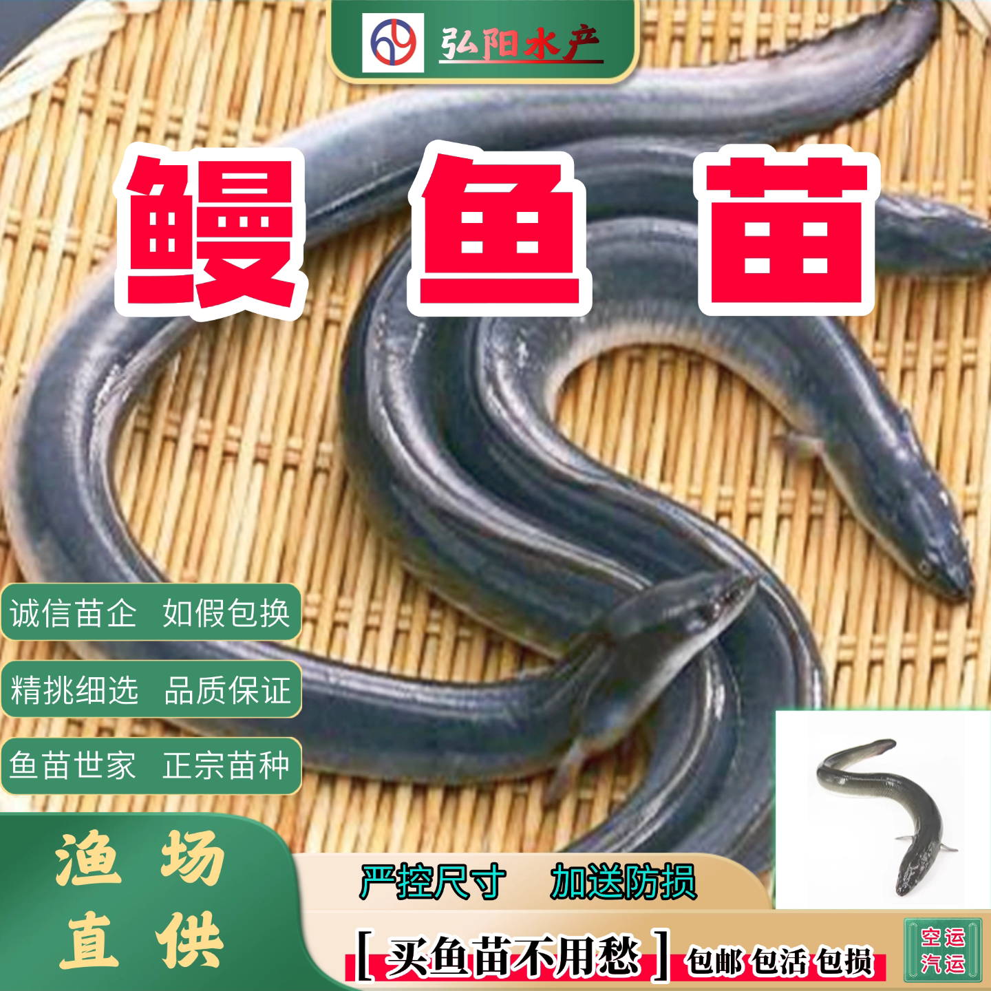 鳗鱼苗2-30厘米淡水养殖