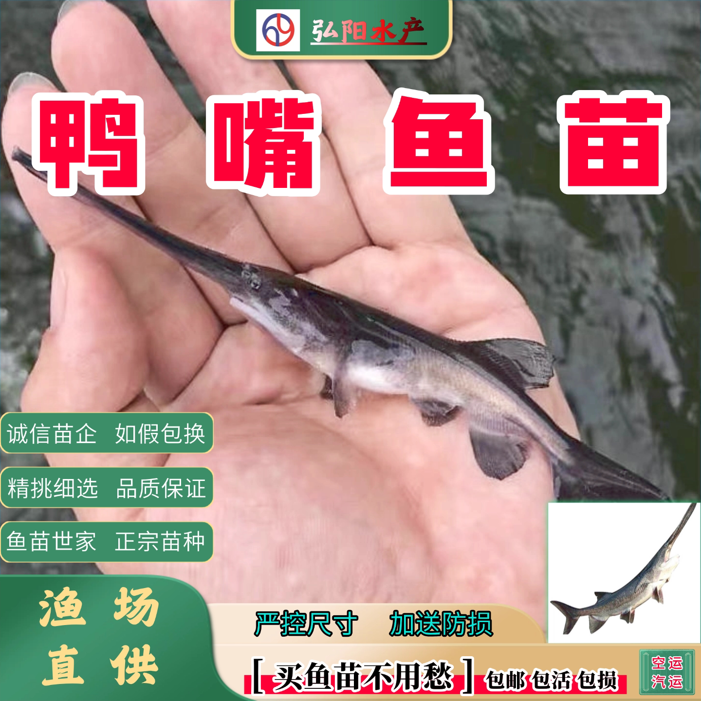 鸭嘴鱼苗 匙吻鲟 长吻鲟 水产扁嘴鱼苗 淡水鱼苗 观赏 中通包邮