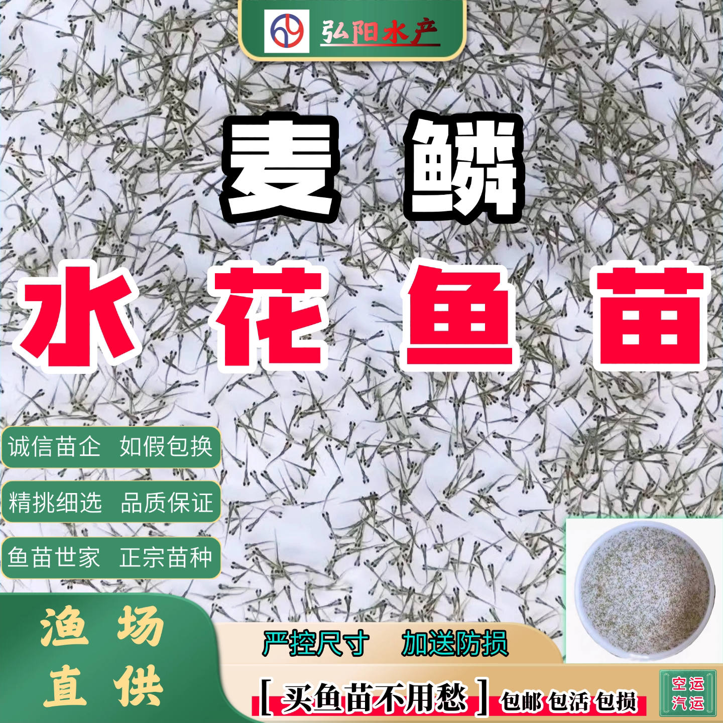 麦鲮水花鱼苗2毫米包活包邮