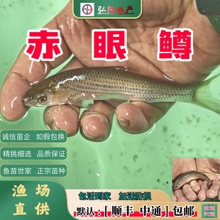 赤眼鳟鱼苗 红眼马郎 赤眼鱼 红眼草鱼 醉角眼 赤眼鲮 马郎棍子