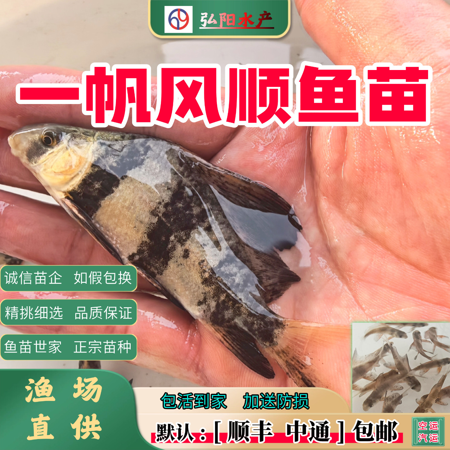 一帆风顺胭脂2-10公分观赏鱼