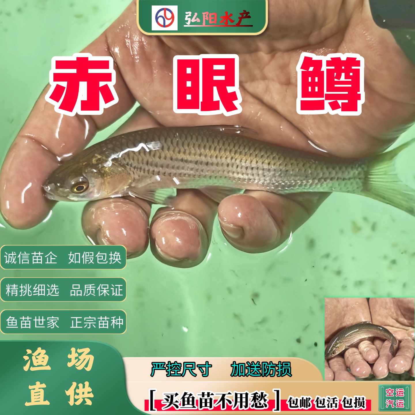 赤眼鳟鱼苗3-18厘米正宗包邮