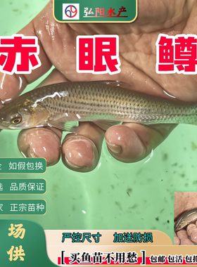 赤眼鳟鱼苗3-18厘米批量批发